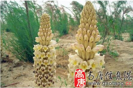 挖出雪白太岁50万卖火锅店 现实中十大仙草大