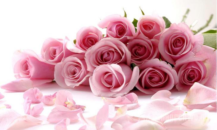 最实用的情人节花语大全 送花是讲究技术 - 高
