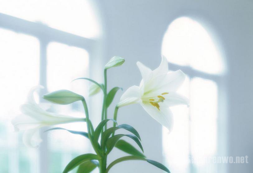 最实用的情人节花语大全 送花是讲究技术 - 高