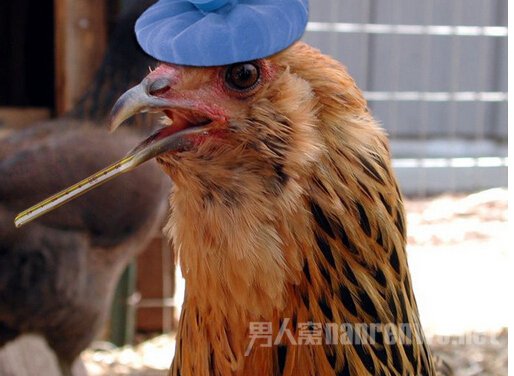 h7n9禽流感早期症状早知晓 尽早预防早点好 - 