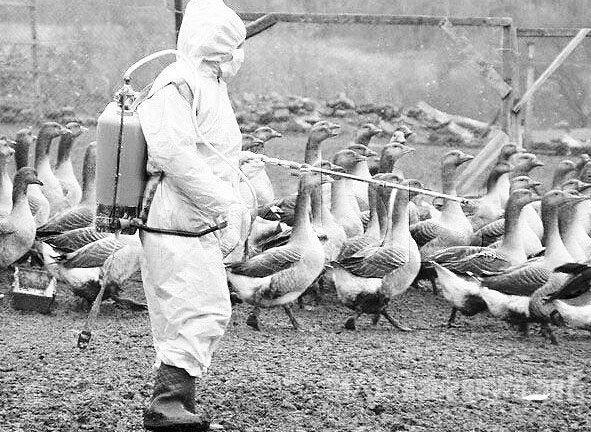 h7n9禽流感早期症状早知晓 尽早预防早点好 - 