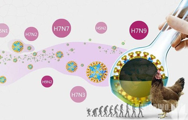 禽流感症状与感冒区别 正确了解禽流感救命才