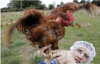 常见动物名称大全_动物世界 h7n9禽流感传播途径 近几年,从欧洲的禽流感侵袭了中国之后,每逢秋冬总有不少的人感染,这是比非典还要厉害的病毒,多年来一直人心惶惶。h7n9禽流感相关知识早些了解,对人对已都有益。那么,h7n9禽流感传播途径有哪些呢? H7N9禽流感的易感动物有哪些 一、H7N9禽流感的易感动物有哪些?
