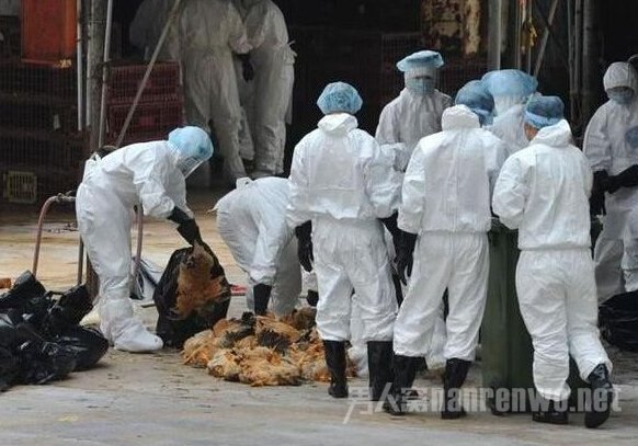 h7n9禽流感传播途径 h7n9禽流感知识早知道早