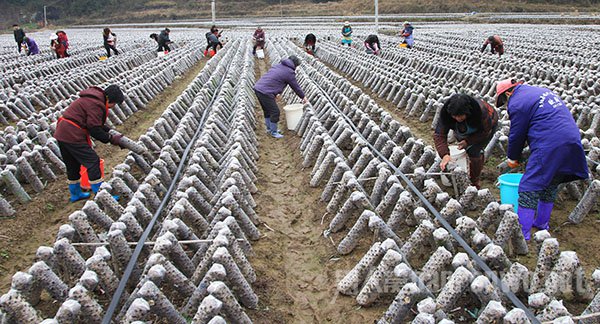 2016年寒潮的防御措施 特别重视头部、胸部和