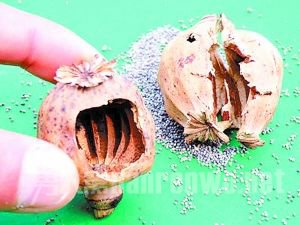 罂粟壳的副作用有哪些 罂粟壳产生副作用怎么