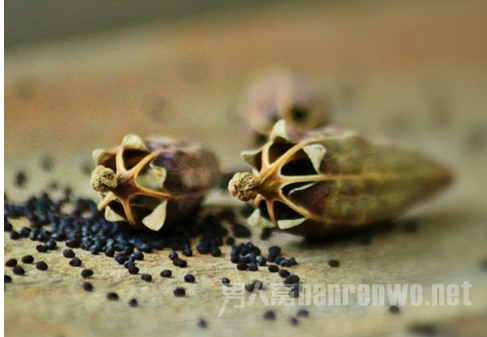 罂粟壳的副作用有哪些 罂粟壳产生副作用怎么