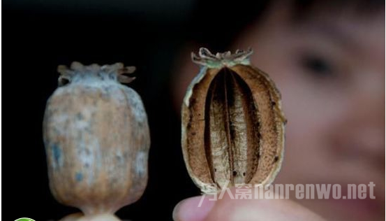 罂粟壳的副作用有哪些 罂粟壳产生副作用怎么