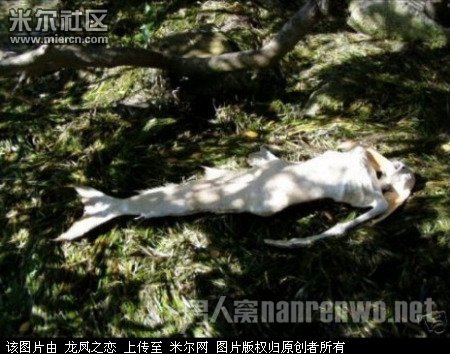 奥干尼博士是一名来自美国加州的考古学家,在美人鱼出现的海域工作了4