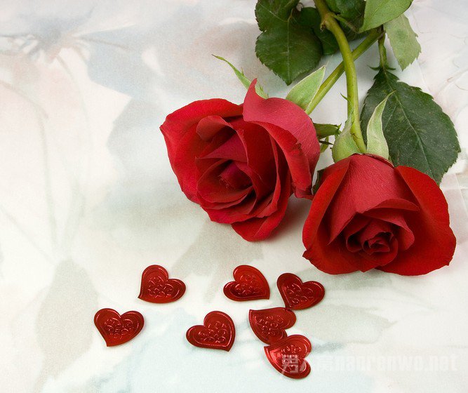 三八妇女节送什么花给女性同胞? 女性追求平等