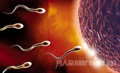 超级精子反而难以自然受孕 协调过程中出现高