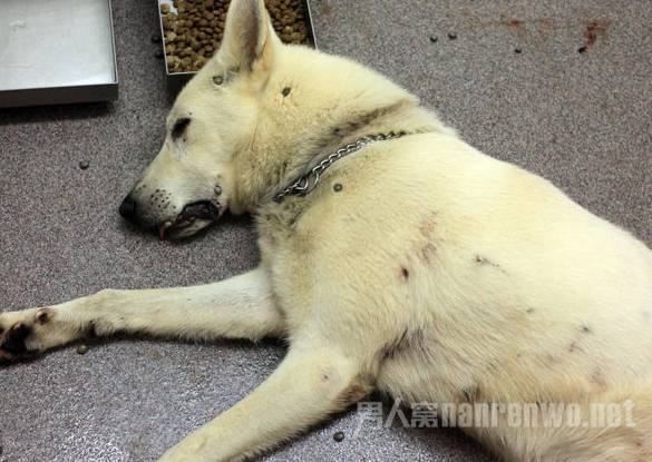 怎么给狗狗实行安乐死 狗安乐死的处理方法详