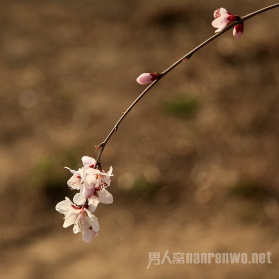 清明节的作文300字范文推荐 扫墓纪念祖先的重