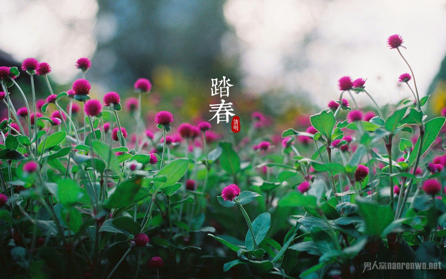 清明节日记300字范文精选 又是家人团聚踏春的