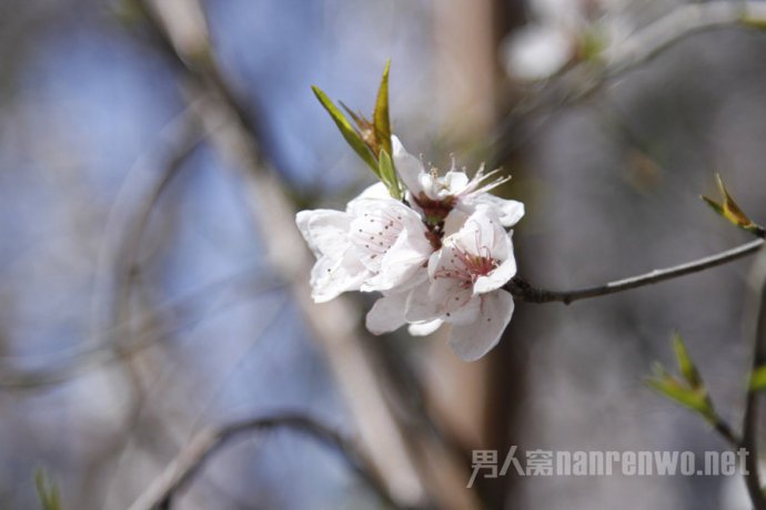 关于清明节的诗句欣赏 感悟不一样的清明节
