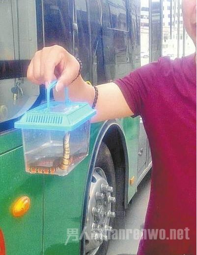 男子带蛇上公交车遭拒 一气之下将蛇倒在车上